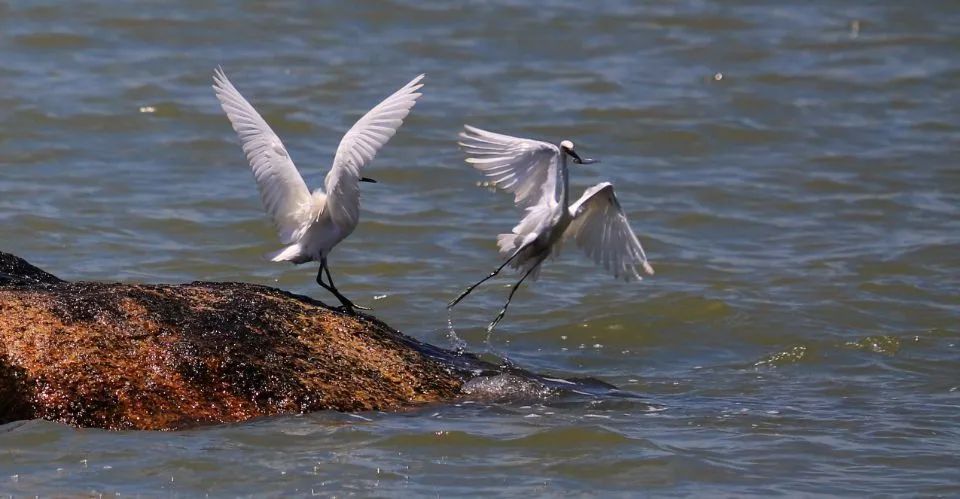 【特区40年•珠海篇】40年，珠海“变奏曲”